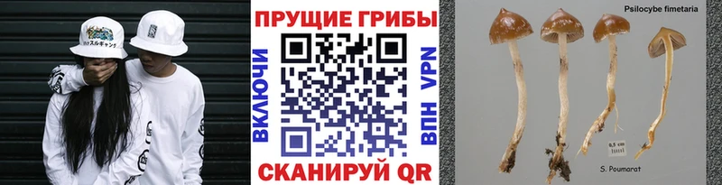 Галлюциногенные грибы GOLDEN TEACHER  где продают наркотики  Видное 